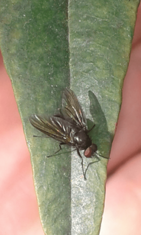 Muscidae : Hebecnema sp.? ... Muscidae sp.